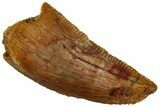 Serrated, Raptor Tooth - Real Dinosaur Tooth #296760-1